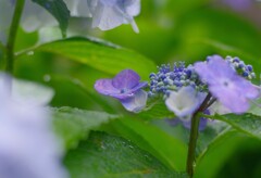 雨の雫こちらで受け取りますョ。(*^^*)