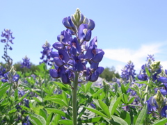 ブルーのお花。
