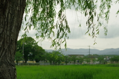 青空が見えない。(^O^;)