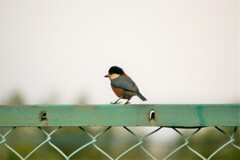 野鳥　ヤマガラ。