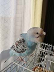 ほわ毛ついてますぅ。