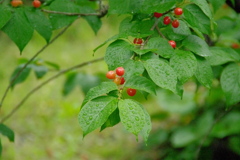 さくらんぼかな～。