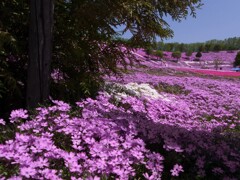 北海道の芝桜。