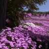 北海道の芝桜。