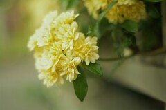 道路に顔出し、かわいいね。(*^^*)