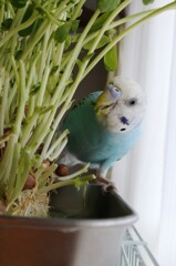 豆苗ハミハミ。