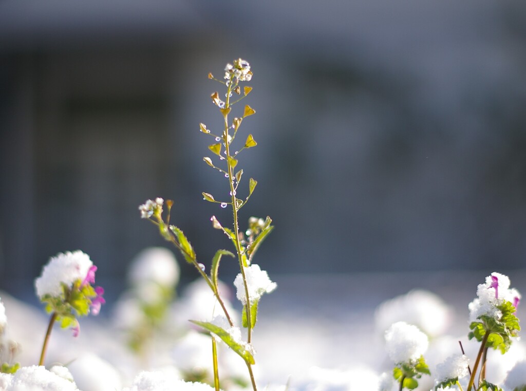 雪飾りつけた草花たち。
