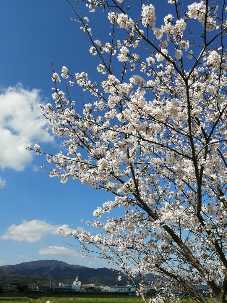 お散歩しながら花見。
