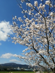 お散歩しながら花見。