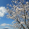 お散歩しながら花見。