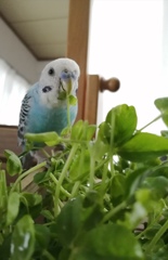 豆苗に会えるのはいつも楽しみ。(^O^)