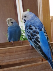 鏡に写っているインコちゃんはお友だち。