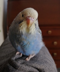 幼鳥インコのコメちゃん。