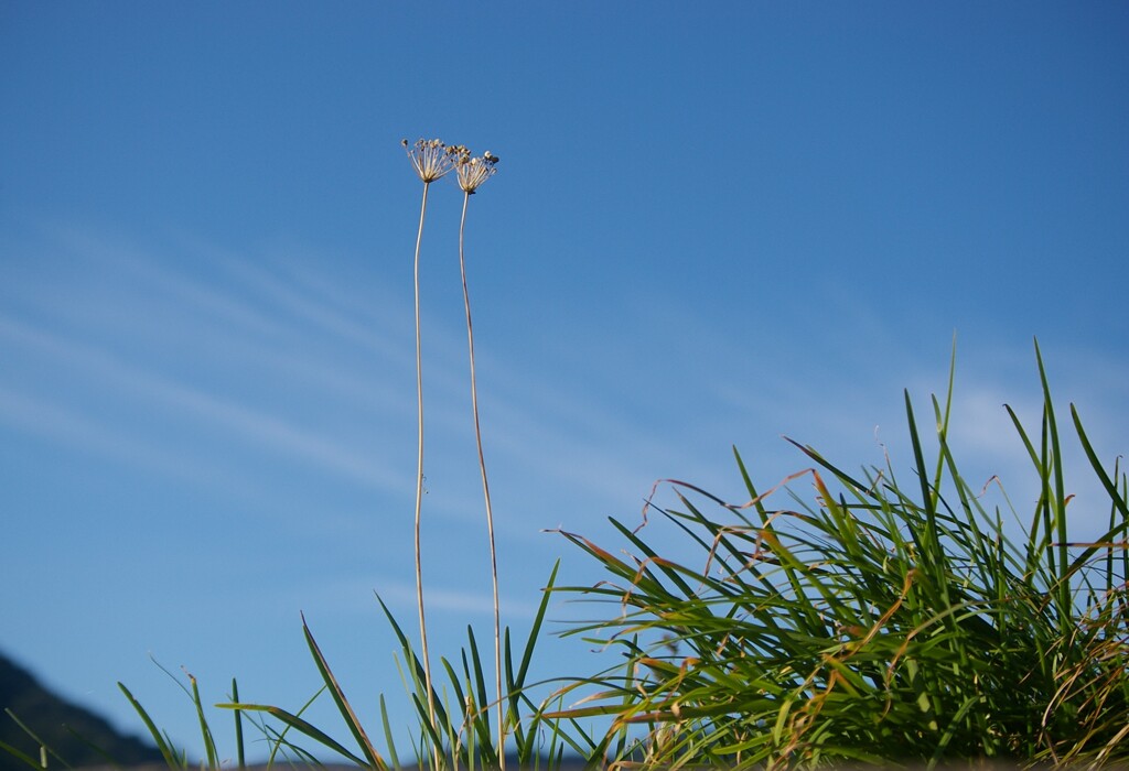 秋空を眺めて枯草にこんにちは。