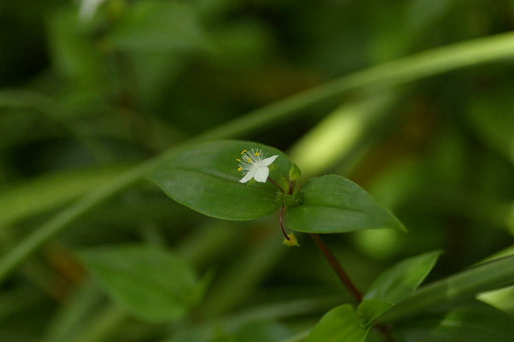 葉と花びら広げて。