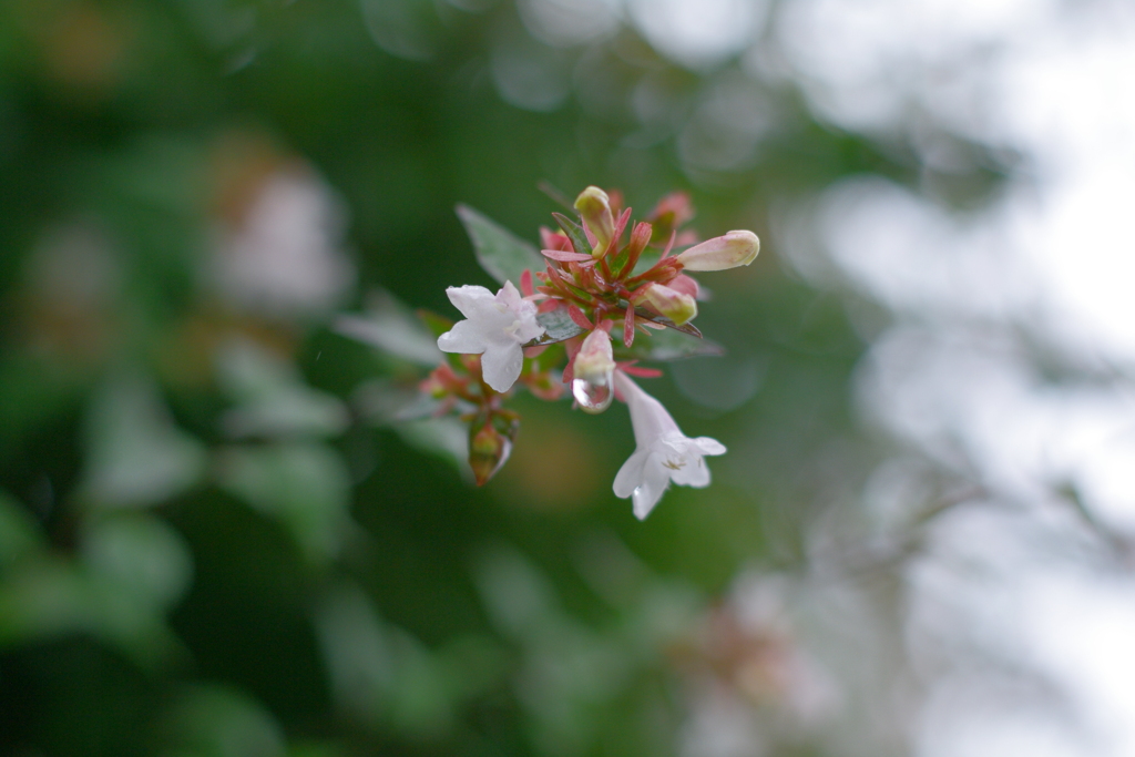 見上げたら雫とお花。