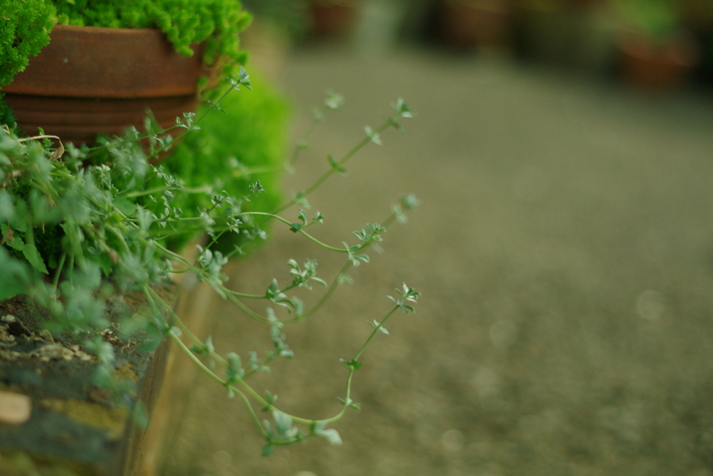 雑貨屋さんの植物たち。
