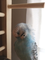 ふわふわ羽毛触りたくなります。