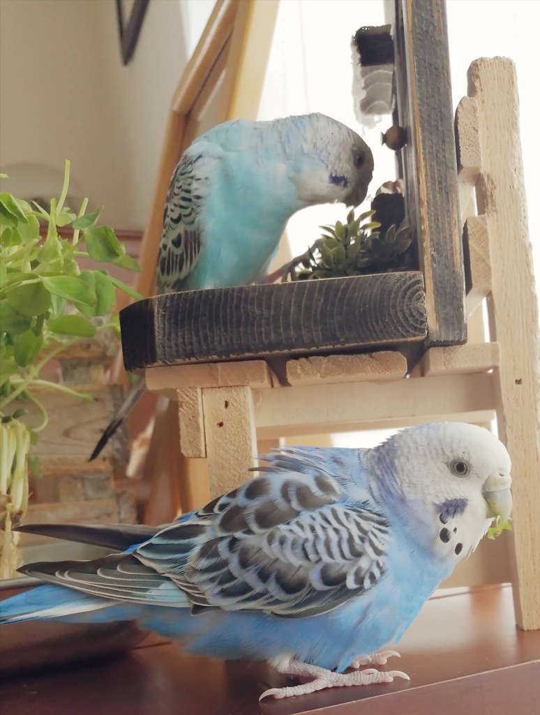 本物を食べてるのはどっち？(^o^;)