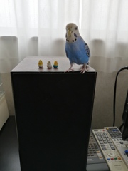 みんな一緒に並んで写真撮影でち。