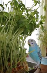 僕より大きい豆苗さん。(◔‿◔)