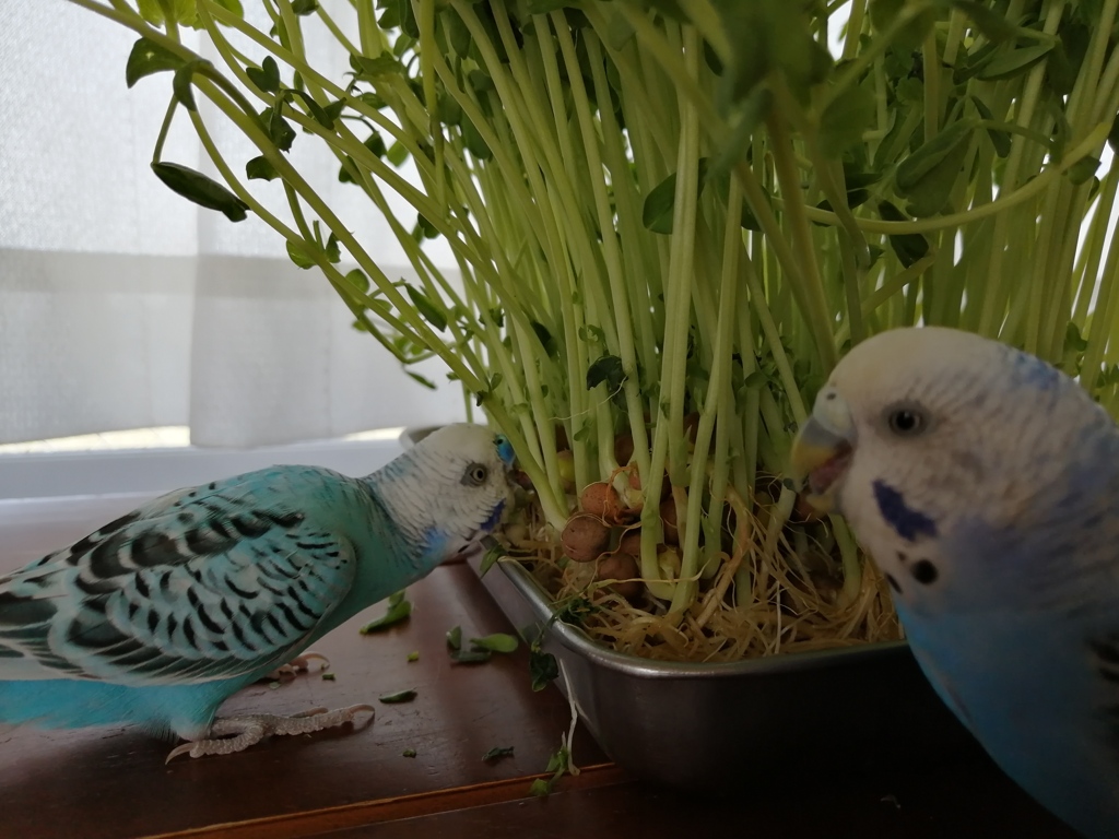 散らかし放題食べ放題でち。