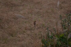 野鳥　モズ。