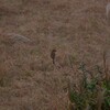 野鳥　モズ。