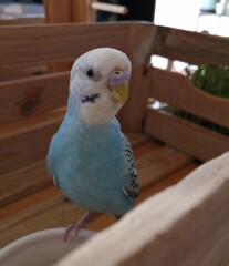 僕はここにいるでち。