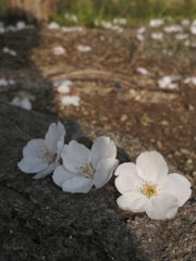 落ちても桜。