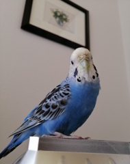 黒ポッチ2個ないけど、いい顔してる。