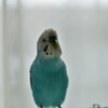 ほのぼのインコ。(*^^*)