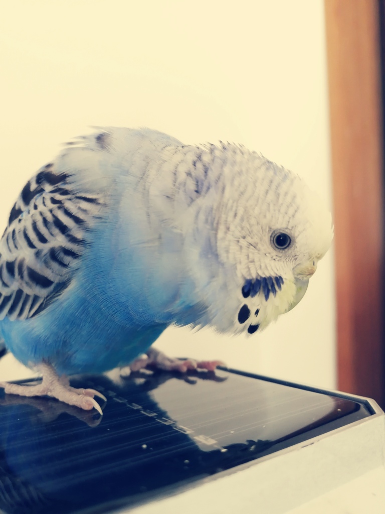 お疲れさまでち。