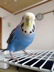 お口周り小松菜色