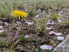 足元にたんぽぽの花。