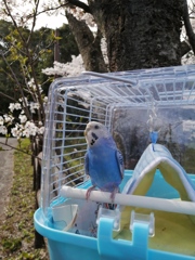 初めて桜見たでち。