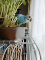 今日も豆苗食べてるでち。