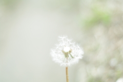 飛んでけ～飛んでけ～。