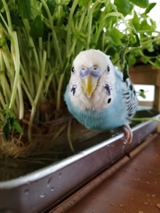 僕はこの狭いところで水浴びしてるでち。