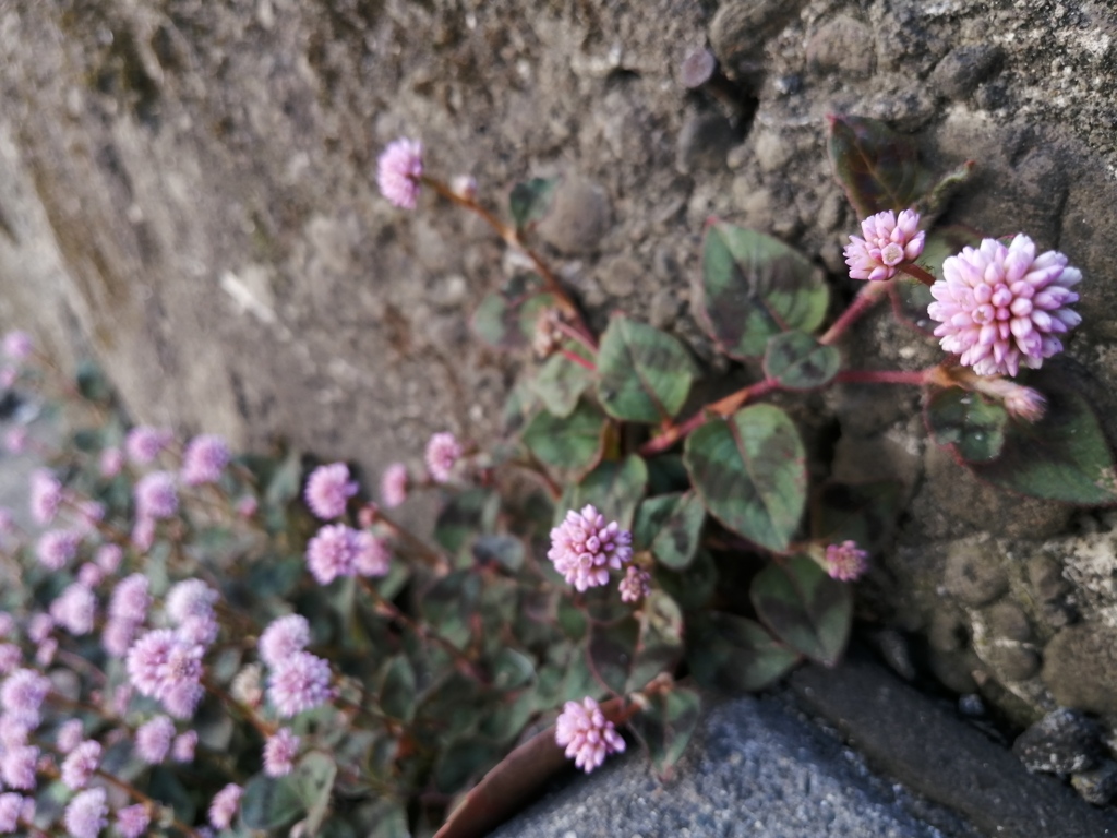 金平糖みたいなお花。