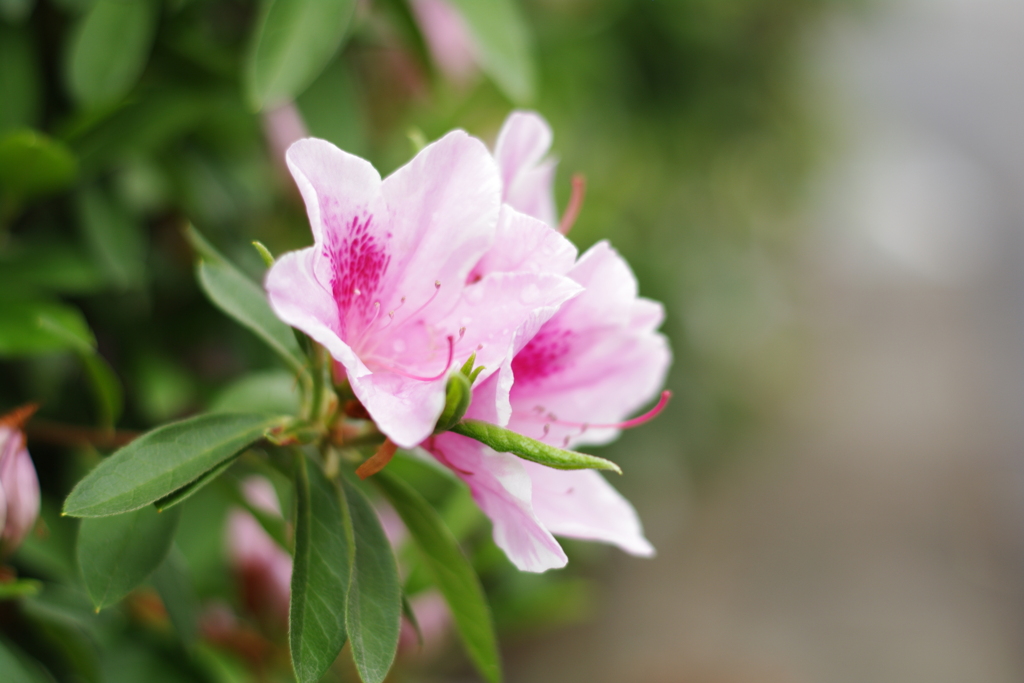 いつも一緒に咲いてます。