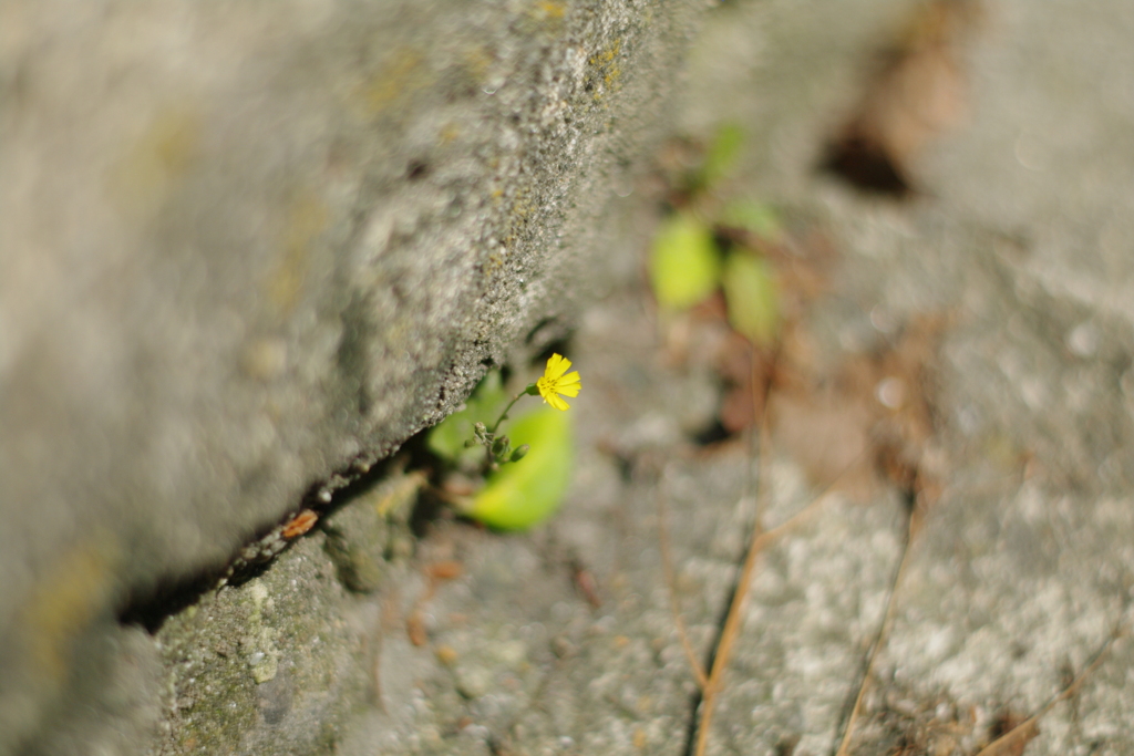 小さい花小さい花見つけたよ。(*^^*)