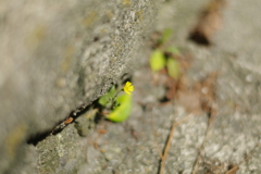 小さい花小さい花見つけたよ。(*^^*)