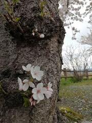 桜の花が散り始め葉っぱが出てきてます。