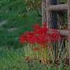 公園の柵に寄り添って咲く彼岸花。