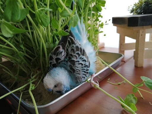 僕は水浴びしたいでち。