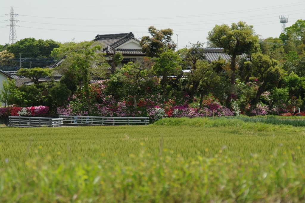 ツツジに囲まれた田舎の一軒家。