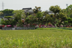 ツツジに囲まれた田舎の一軒家。