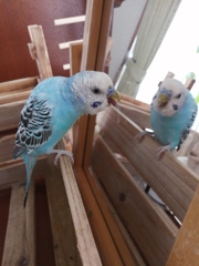 僕の話し相手でち。