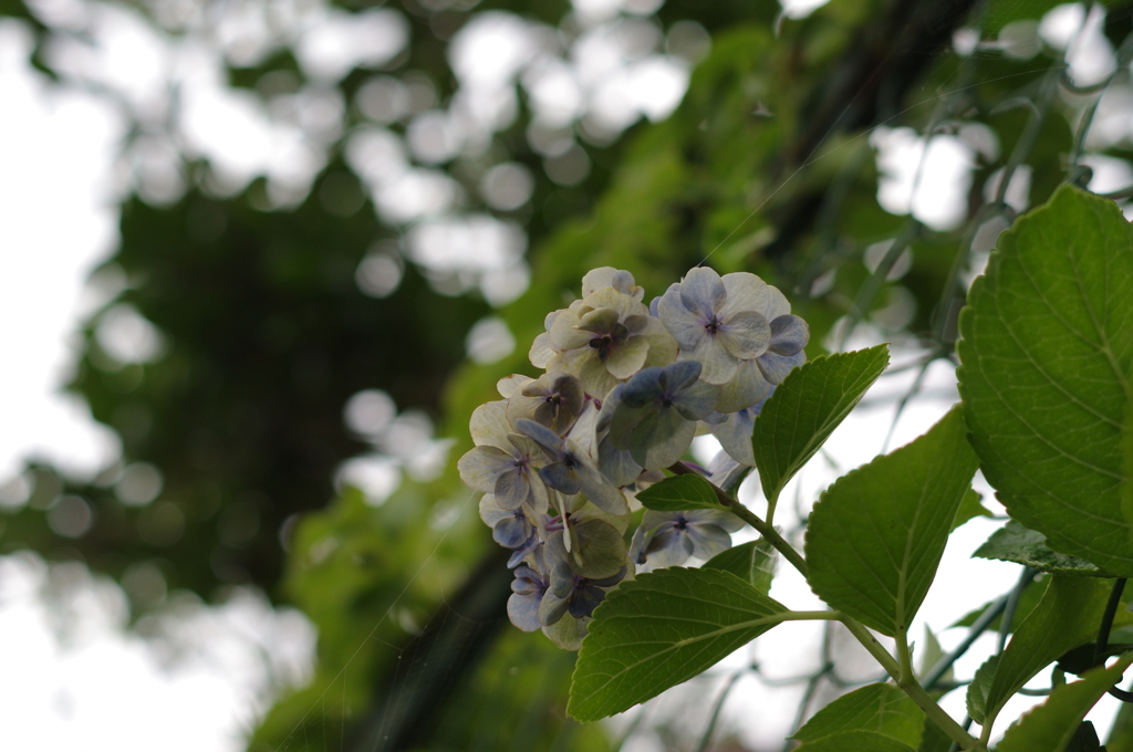 フェンスを超えての枯れ紫陽花。
